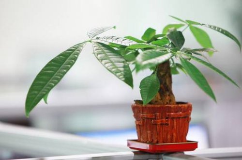批10種常見(jiàn)花卉養(yǎng)護(hù)方法