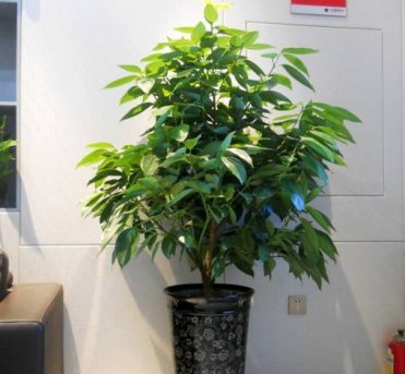 第二批10種常見(jiàn)花卉養(yǎng)護(hù)方法
